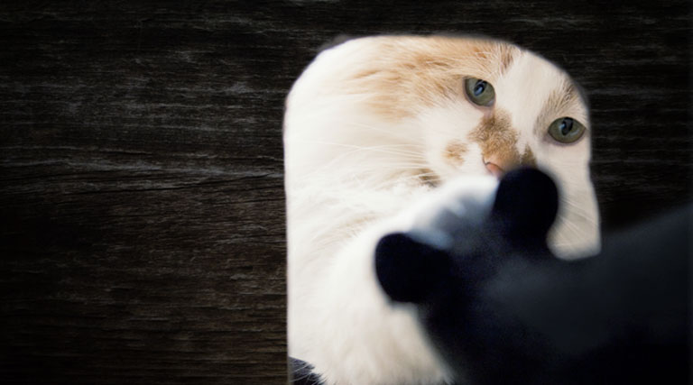 Malware hosting domain Cyberium fanning out Mirai variants